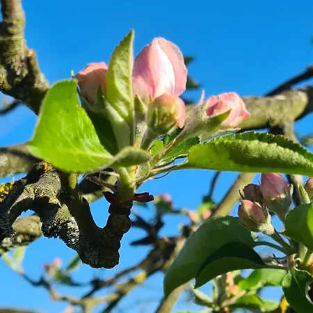 Rengerter Oase Διαμέρισμα