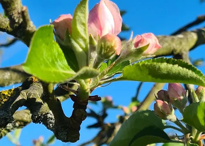 Rengerter Oase Appartement